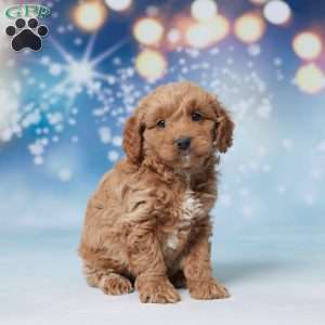 Silas, Mini Goldendoodle Puppy